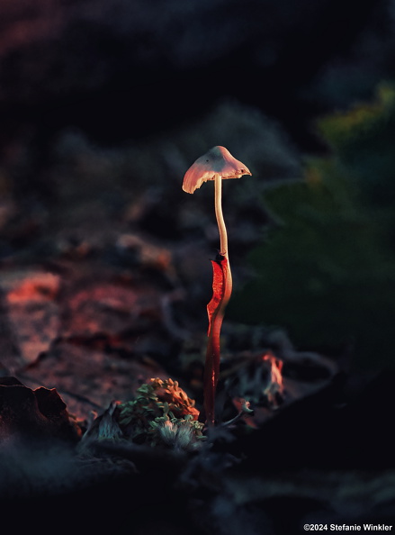 2024-05-25 13-47-48 (B,R8,S4)_Nik-1SchoenwaldShooting.jpg