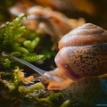Waldschnecke