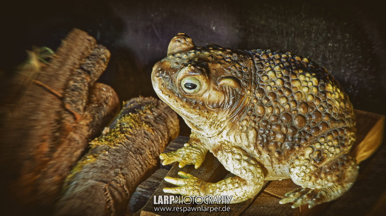 Lumix P1316875 05312025 00015 PrivateUseOnly