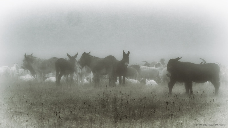 Herde im Nebel