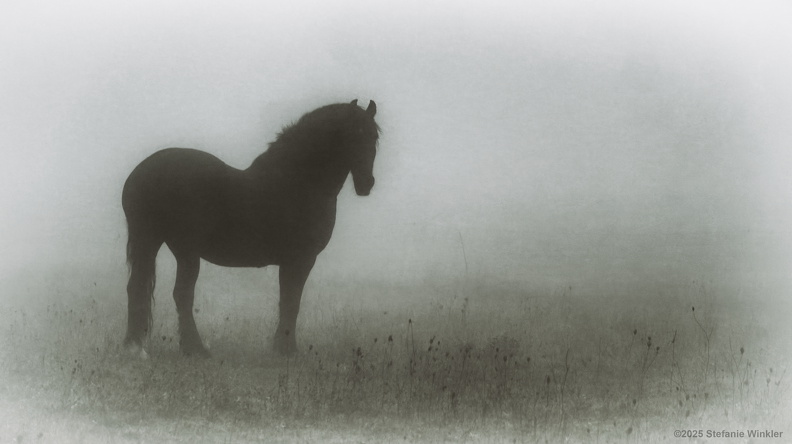 Pferd im Nebel