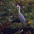Reiher Nymphenburger Schlosspark 2