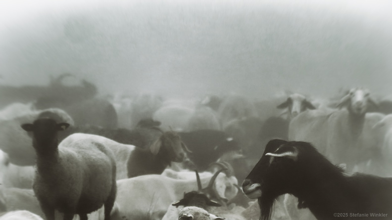 Schafe-und-Ziegen im Nebel