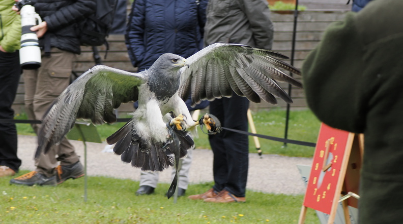 Blaubussard