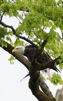 Weisskopfseeadler