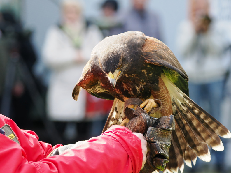 Harrishawk