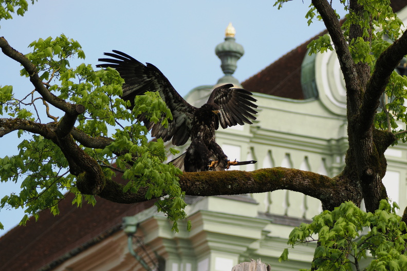 junger Weisskopfseeadler