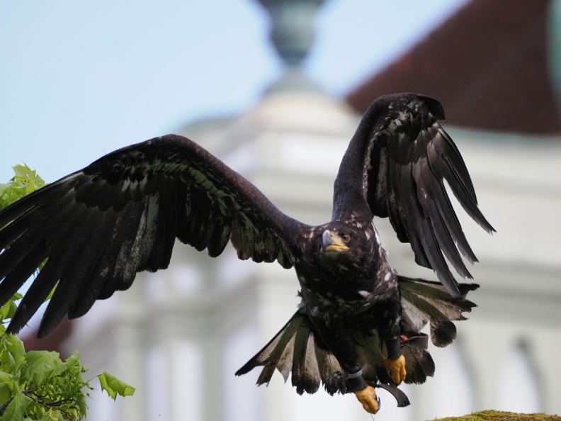 junger Weisskopfseeadler