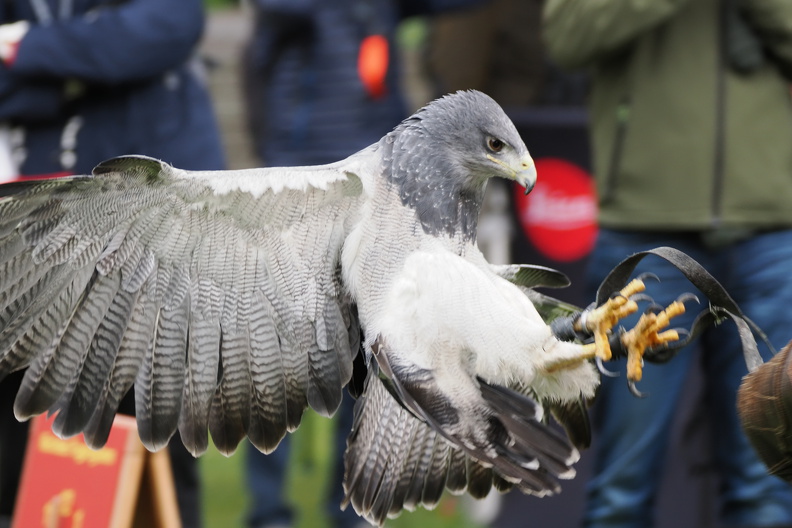 Blaubussard