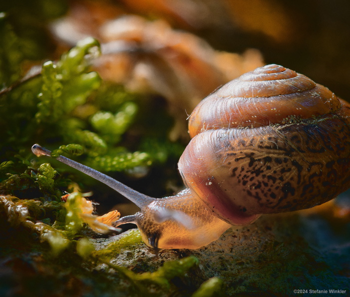 Waldschnecke